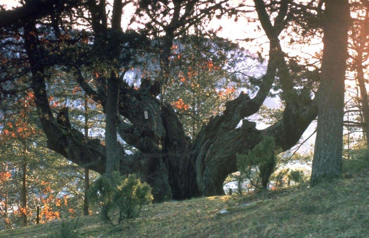 Hardanger Feriesenter Neshagen Villa นูร์ไฮม์ซุนด์ ภายนอก รูปภาพ